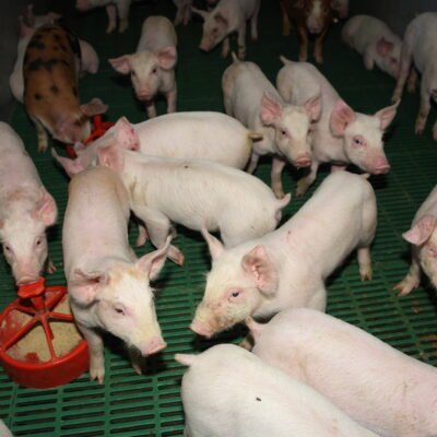 ΕΣΩΤΕΡΙΚΟΙ ΧΩΡΟΙ - IMG_9538