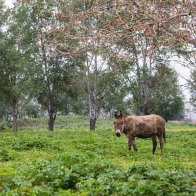 ΕΞΩΤΕΡΙΚΟΙ ΧΩΡΟΙ