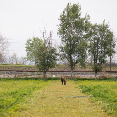 ΕΞΩΤΕΡΙΚΟΙ ΧΩΡΟΙ - VRD_5225