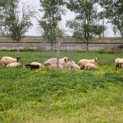 ΕΞΩΤΕΡΙΚΟΙ ΧΩΡΟΙ - VRD_5228